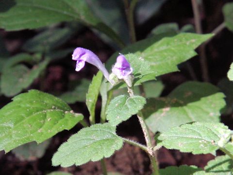 Scutellaria indica