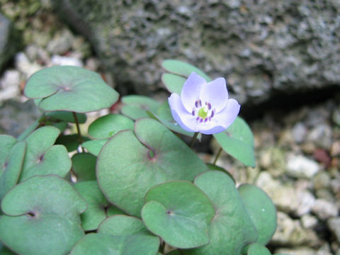 Jeffersonia dubia