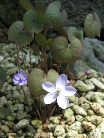 Jeffersonia dubia