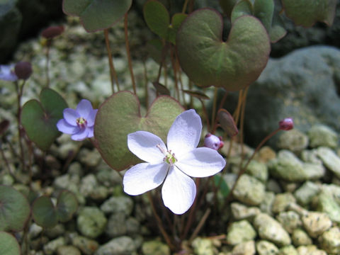 Jeffersonia dubia