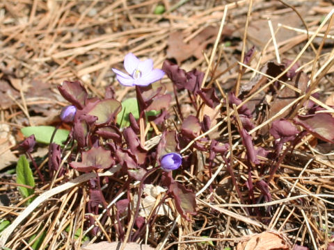 Jeffersonia dubia