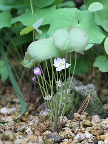 Jeffersonia dubia