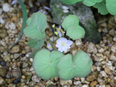 Jeffersonia dubia