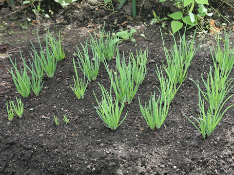 Allium x wakegi