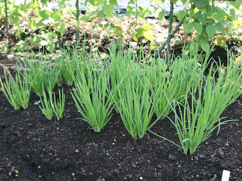 Allium x wakegi