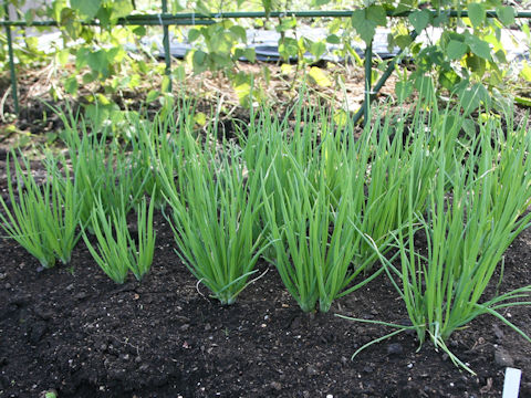 Allium x wakegi