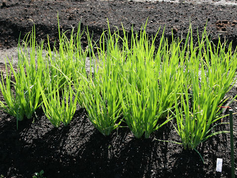 Allium x wakegi