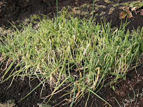 Allium x wakegi
