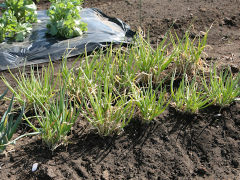 Allium x wakegi