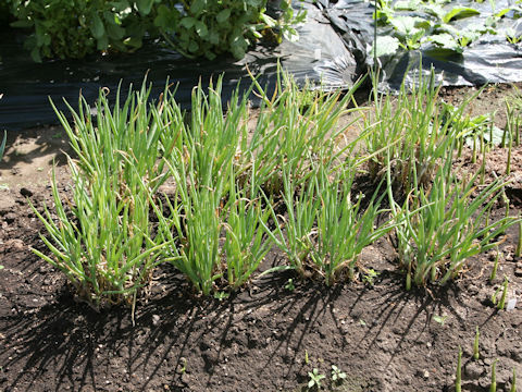 Allium x wakegi
