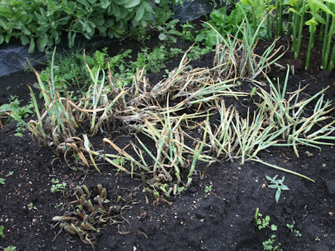 Allium x wakegi