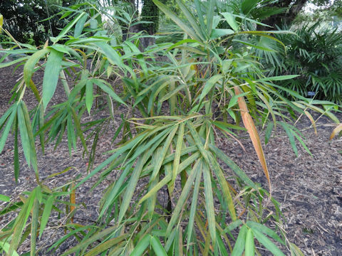 Bambusa vulgaris cv. Wamin