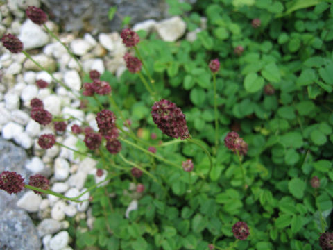 Sanguisorba sp.