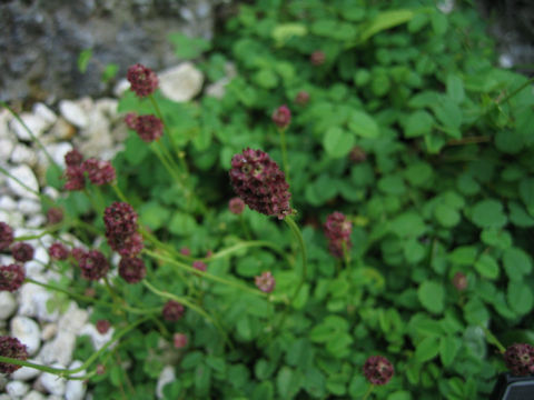 Sanguisorba sp.