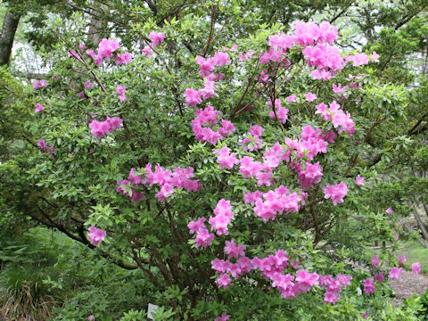 Rhododendron simsii