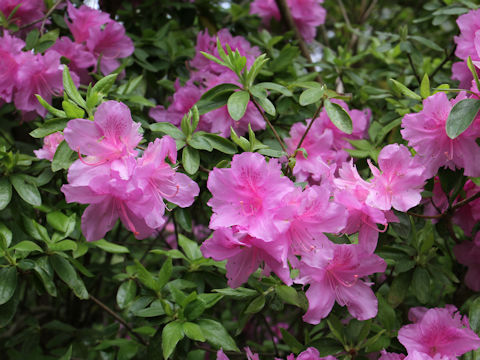 Rhododendron simsii