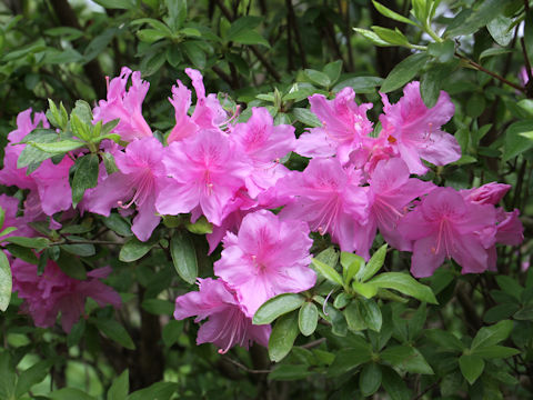 Rhododendron simsii