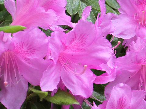 Rhododendron simsii