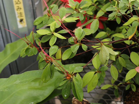 タイワンヤマツツジ (Rhododendron simsii)