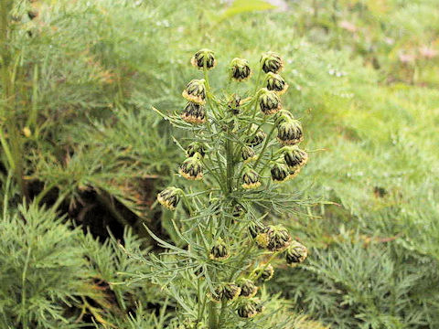 Artemisia sinanensis