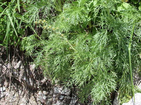 Artemisia sinanensis