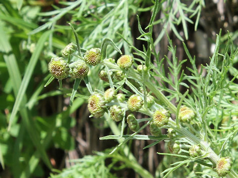 Artemisia sinanensis