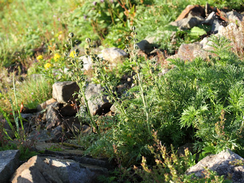 Artemisia sinanensis