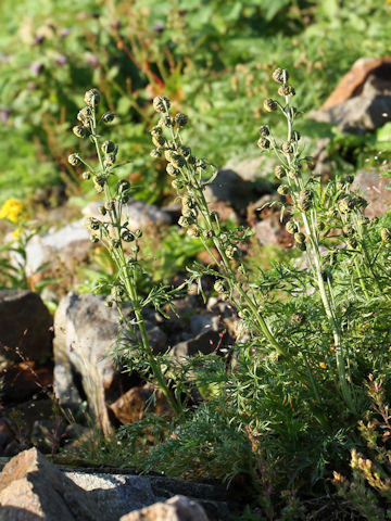 Artemisia sinanensis