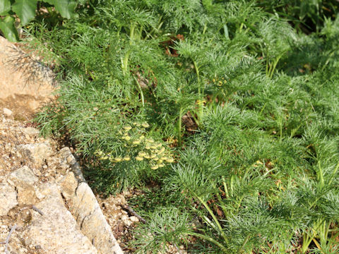 Artemisia sinanensis