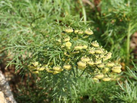 Artemisia sinanensis