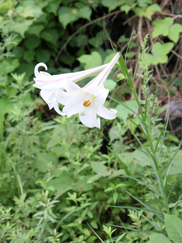 Lilium formosanum