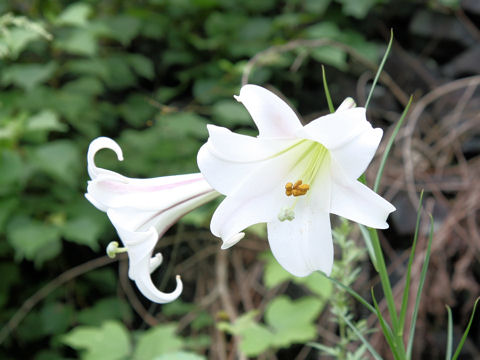 Lilium formosanum