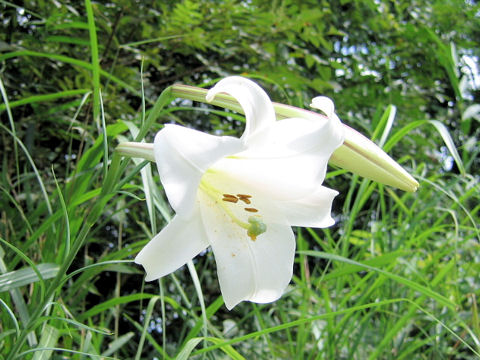 Lilium formosanum