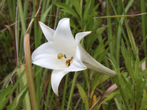 Lilium formosanum