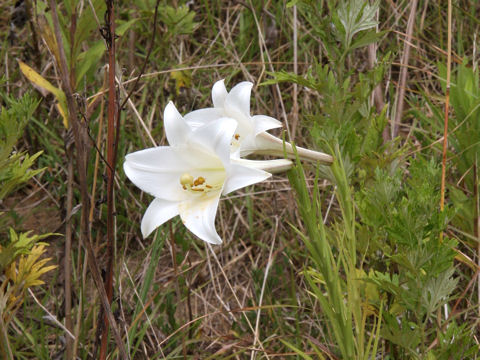 Lilium formosanum