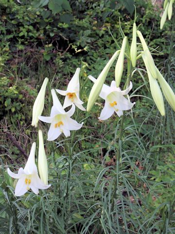 Lilium formosanum