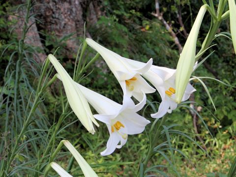 Lilium formosanum