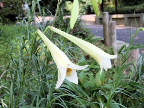 Lilium formosanum