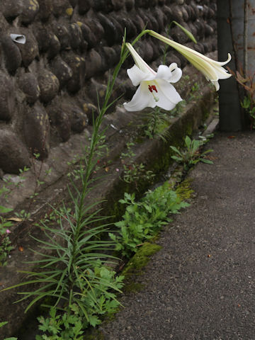 Lilium formosanum
