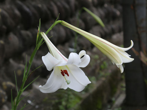 Lilium formosanum