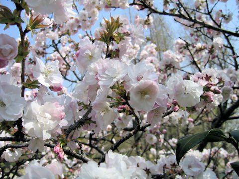 Prunus x sieboldii cv. Caespitosa