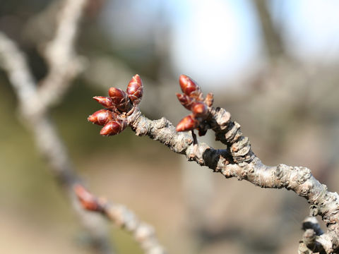 Prunus x sieboldii cv. Caespitosa