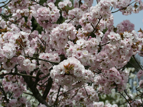 Prunus x sieboldii cv. Caespitosa