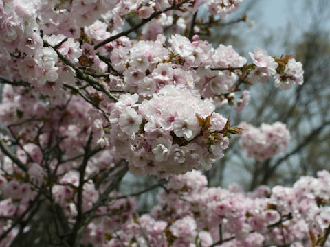 Prunus x sieboldii cv. Caespitosa