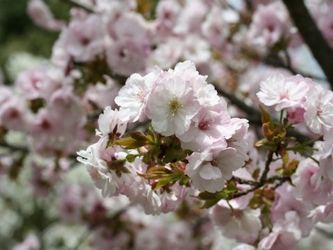 Prunus x sieboldii cv. Caespitosa