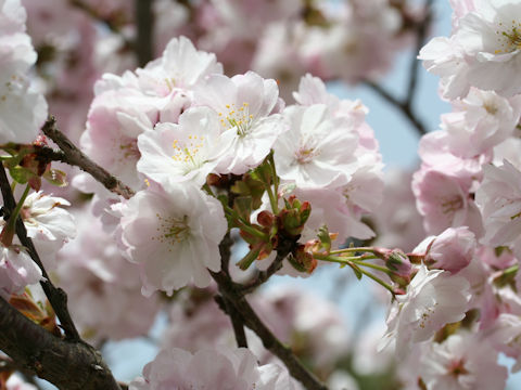 Prunus x sieboldii cv. Caespitosa