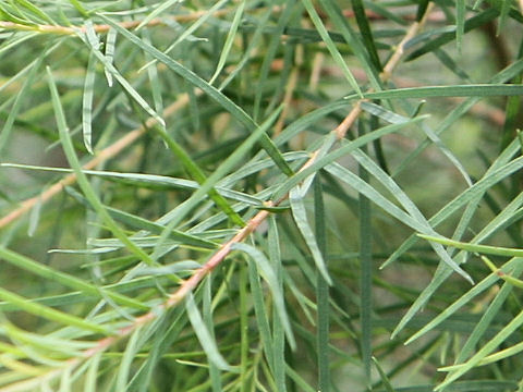 Melaleuca alternifolia