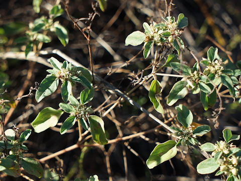 Rhododendron oblongifolium