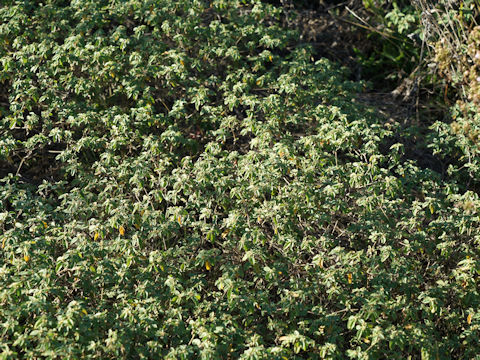 Rhododendron oblongifolium