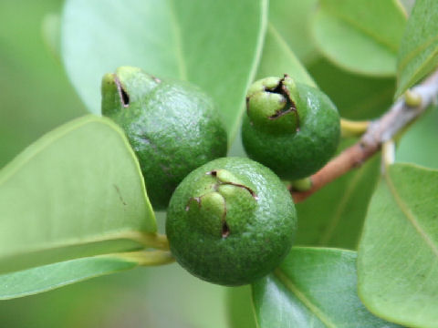 Psidium littorale